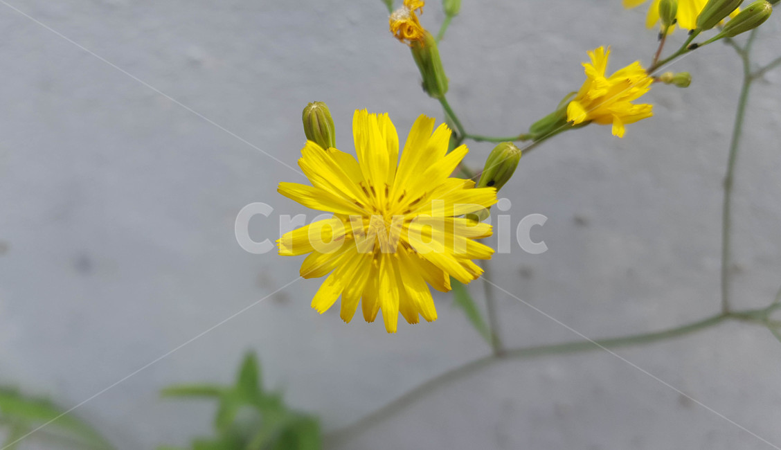 봄,식물,꽃,근접,flower