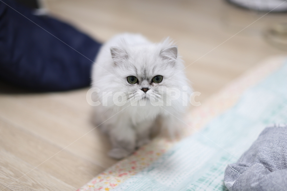 고양이,페르시안,페르시안친칠라,애완동물,야옹,동물,animal,포유류,mammal,고양이,cat,kitten,kitty