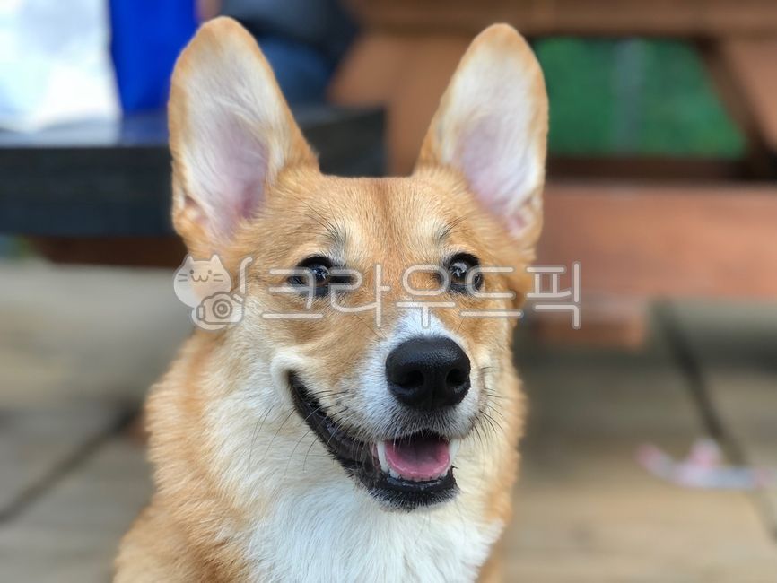Welsh Corgi,Concentration,cute,Cute puppy,Pets,Listen carefully,A wolf,puppy,animal,dog,pet