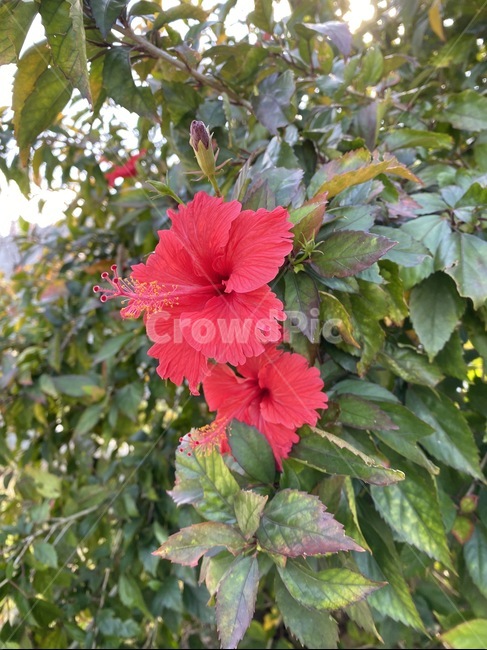 plant,식물,hibiscus,히비스커스,꽃,blossom,flower,식물,자연,plants,nature,꽃,flower