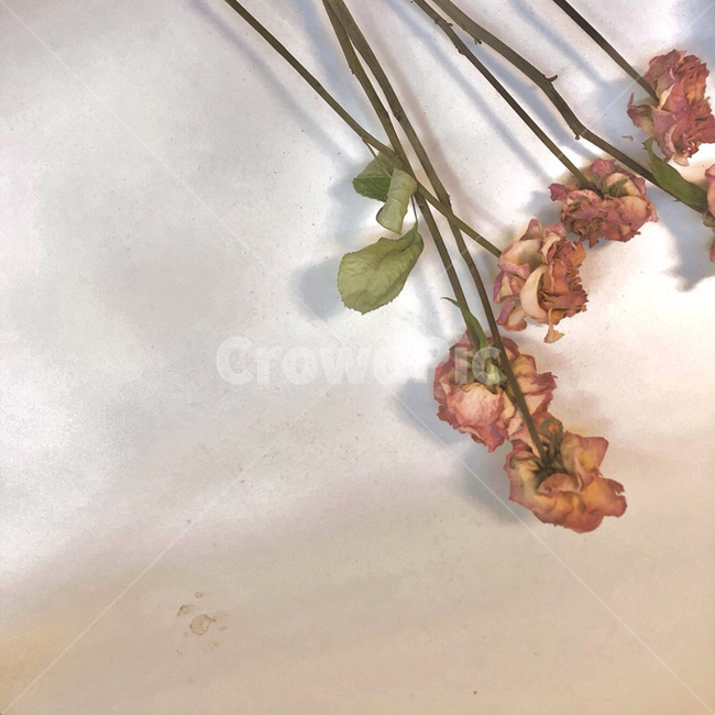 plant,식물,vase,병장식,jar,pottedplant,도기류,pottery,항아리,화분,장미,rose