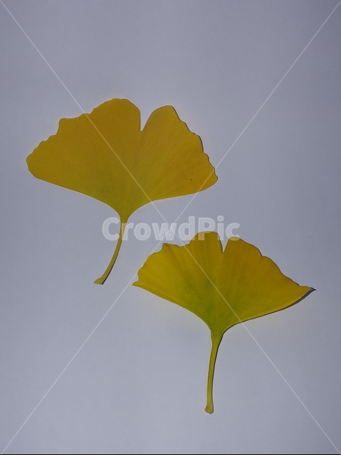 가을,단풍,나뭇잎,단풍잎,낙엽,잎,leaf,식물,나무