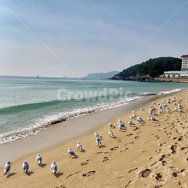 갈매기,해운대,발자국,해수욕장,해변,모래사장