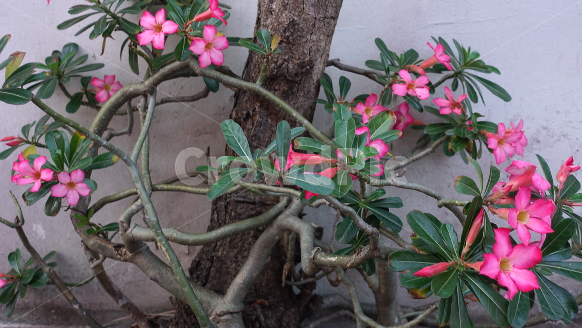꽃,flower,열대,plant,식물,blossom,꽃송이,식물,자연,plants,nature,꽃,flower