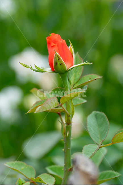 장미,색감,로즈,감성사진,rose,식물,자연,plants,접사,정원,nature,꽃,flower,피기전,못피운꽃,외로움,시작,포인트,꽃봉우리