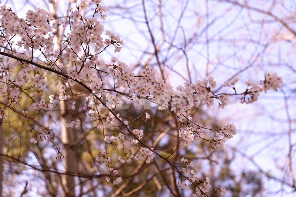 벚꽃,봄,벚꽃놀이,꽃구경,벚꽃축제,벚꽃엔딩,벚꽃개화,봄축제,봄,계절,spring,season,식물,자연,plants,nature,꽃,flower,plant,blossom