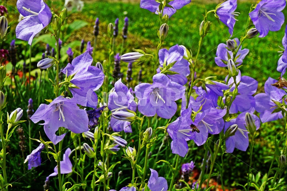 blossom,flower,꽃,plant,식물,파란꽃