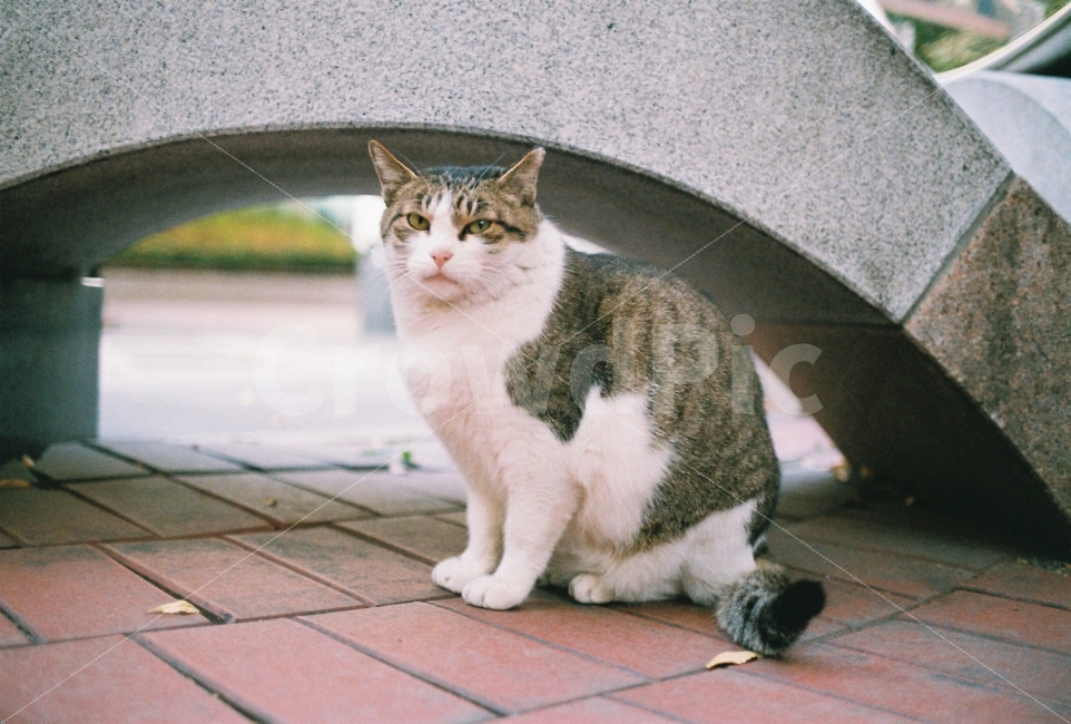	고양이,길고양이,길냥이,동물,자연,생명,야생동물,미묘,미냥,아련,아련사진,야생,cat,kitty,kitten,cute,lovely,pet,animal,street,streetcat,stray,straycat,wild,wildlife,wildanimal,wildcat,beauty,beautiful,natuer,natural,동물,animal,포유류,mammal,고양이,cat,kitten,kitty,감성,sensible,feeling
