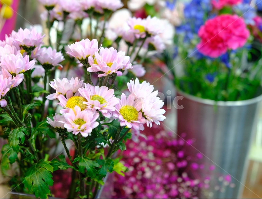 국화꽃,분홍색꽃,국화,연분홍꽃,flower,꽃집,꽃가게,봄은꽃,꽃선물,식물,자연,plants,nature,꽃,flower