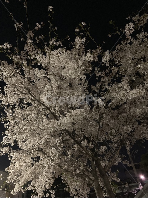 벚꽃,밤,벚꽃나무,flower,tree,night