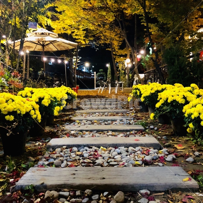 정원,국화,풍경,감성,색감,가을,계절,fall,autumn,season,야경,밤,풍경,nightscape,night,landscape