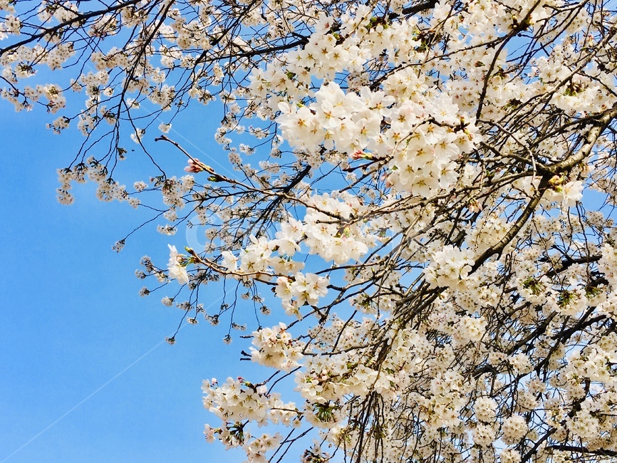 벚꽃,맑은날벚꽃,벚꽃구경,봄,벚꽃놀이,봄날,식물,자연,plants,nature,꽃,flower