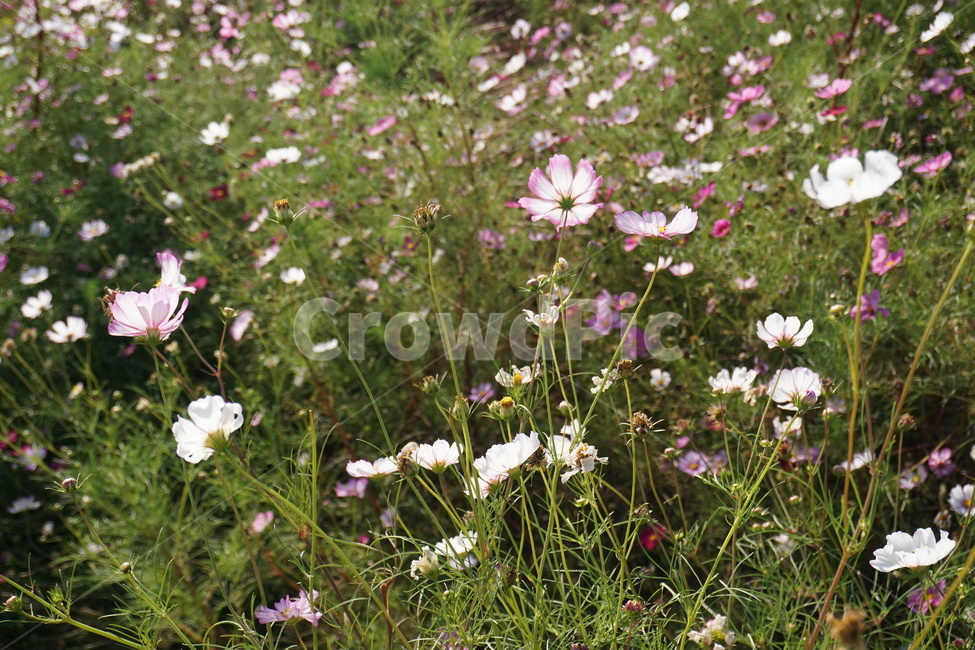 식물,plant,blossom,꽃,코스모스,가을,flower,나들이,식물,자연,plants,nature,꽃,flower