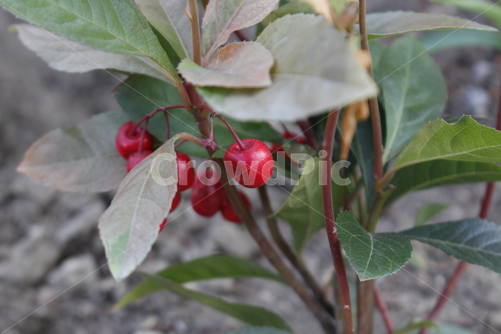꽃,봄꽃,식물,열매,빨간열매,과일,열매,fruit