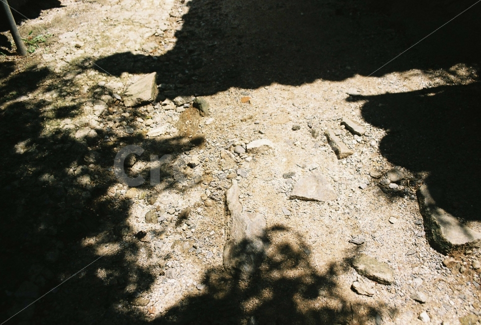 봉은사,그림자,한옥,절,여름,실루엣,그림자,silhouette,shadow