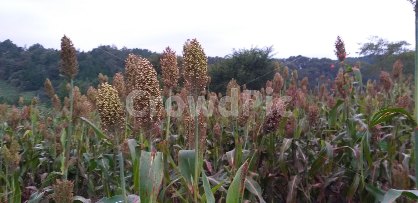 수수,식물,자연,농사,plant