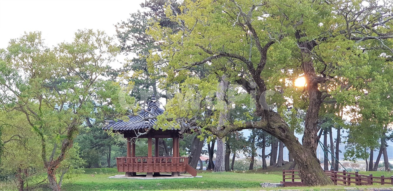 가을,자연,나무,하늘,구름,빛,일몰,저녁놀,해질녁,풍경,감성,trees,green,sky,nature,fall,autumn,정자,쉼,휴식,태양,고목,식물,자연,풍경,nature,landscape,한국자연풍경,한국자연경관,korea nature landscape