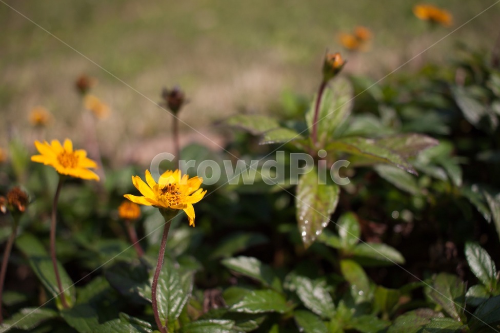 plant,식물,blossom,flower,꽃,yellow,노란색,땅,ground