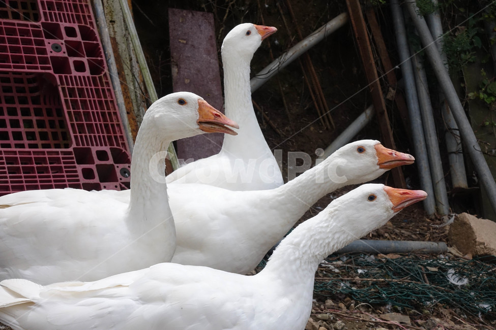 집오리,가축,4마리,조류,소음,animal,동물,bird,동물,animal,조류,새,birds
