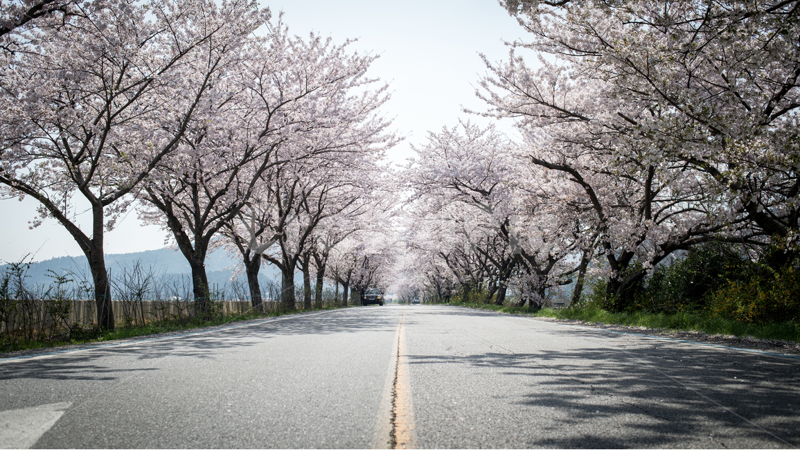봄,벚꽃,벚꽃터널,벚꽃나무,봄날,화사함,꽃,꽃나무,가로수,가로수길,나들이,봄나들이,아름다운길,길,벚꽃길,flower,cherryblossom,봄,계절,spring,season,자연,풍경,nature,landscape,교통,교통수단,traffic,transportation,road,도로,asphalt,아스팔트,highway,고속도로,freeway,고속 도로