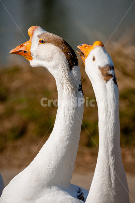 거위,동물원,부리,조류,동물,동물,animal,조류,새,birds
