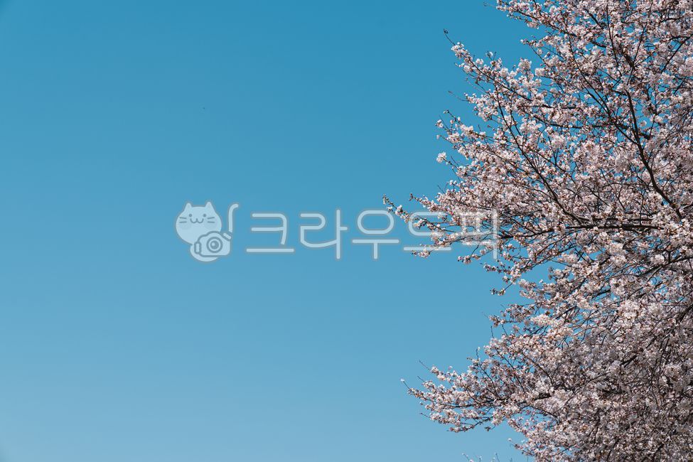 spring,sky,cherry blossom tree,Cherry Blossom,nature,background,cherryblossom,flower
