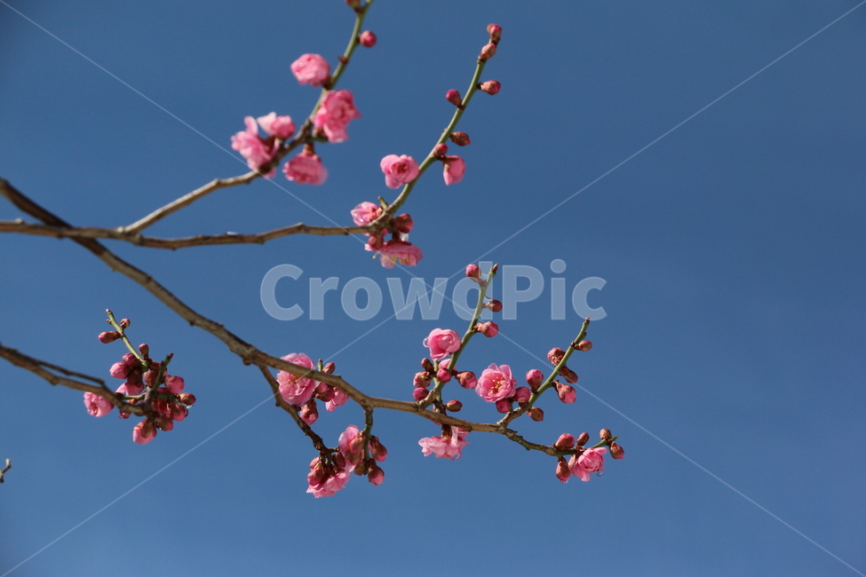 감성,하늘,색감,가을하늘,plant,식물,나무,나뭇가지,자연,sky,핑크,꽃,붉은꽃,tree,푸른하늘,파란하늘,식물,자연,plants,nature,꽃,flower