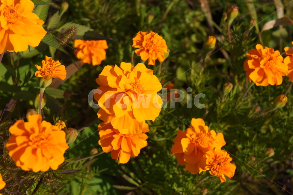 메리골드,노란꽃,가을꽃,가을화단,국화과식물,천수국,아프리칸메리골드,식물,자연,plants,nature,꽃,flower