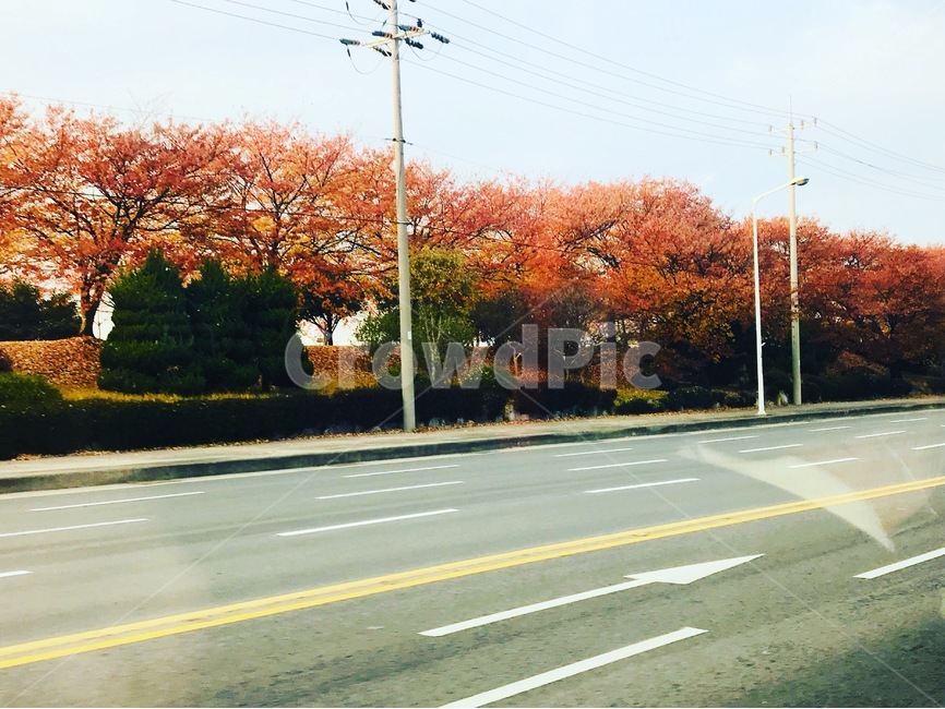 가을,단풍,가로수,산책,알록달록,울긋불긋,빨간단풍,나무,자연,풍경,배경,힐링,가을,계절,fall,autumn,season,road,도로,asphalt,아스팔트