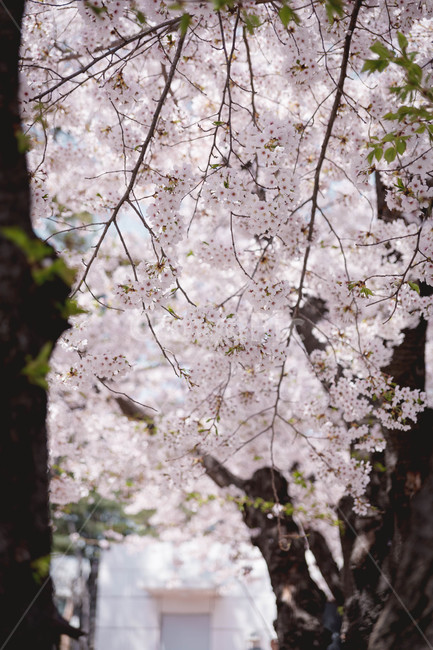 봄,벚꽃,꽃잎,flower,cheeryblossom,봄꽃