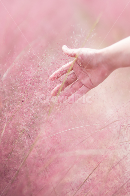 핑크뮬리,억새,핑크억새,가을,들꽃,분홍억새,꽃밭,pinkmuhlygrass,풍경,핑크색,핑크빛,색감,그라데이션,손,감성,식물,자연,plants,nature,사람,인물,인간,human,person,신체일부,몸,body,감성,sensible,feeling