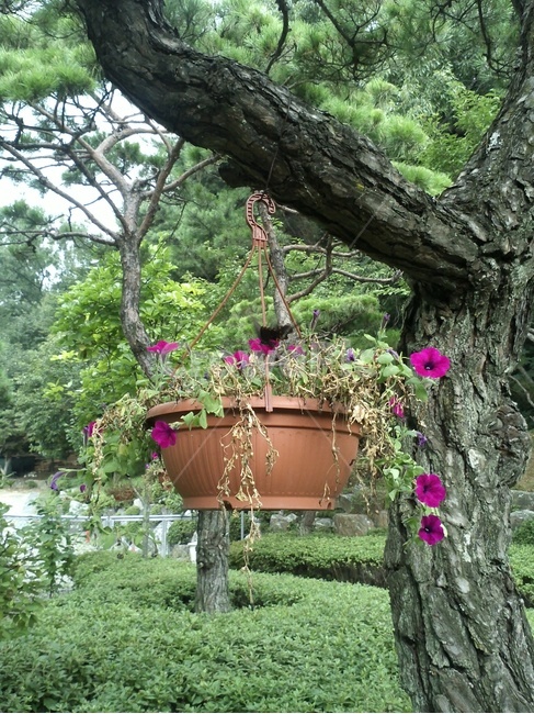꽃,나무,나비,화분,화분통,공원,소나무