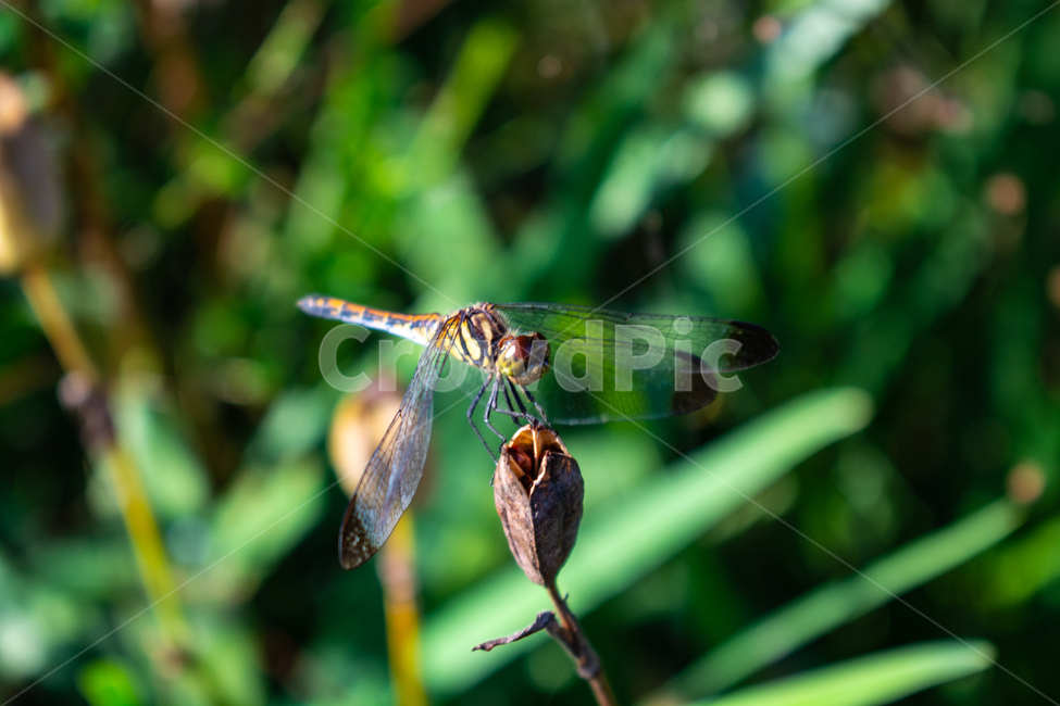 잠자리,dragonfly,드래곤플라이,곤충,휴식,날개,동물,animal,곤충,벌레,insect,bug