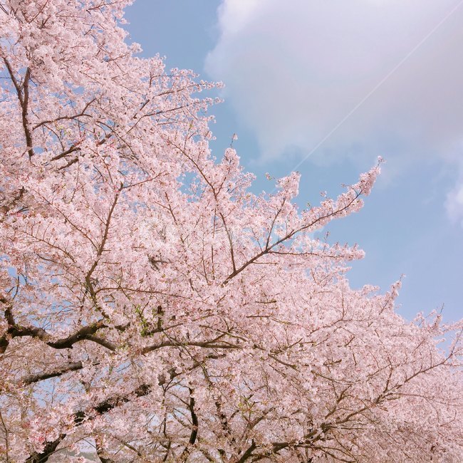 꽃,flower,blossom,cherryblossom,벚꽃,진해,군항제,봄,spring
