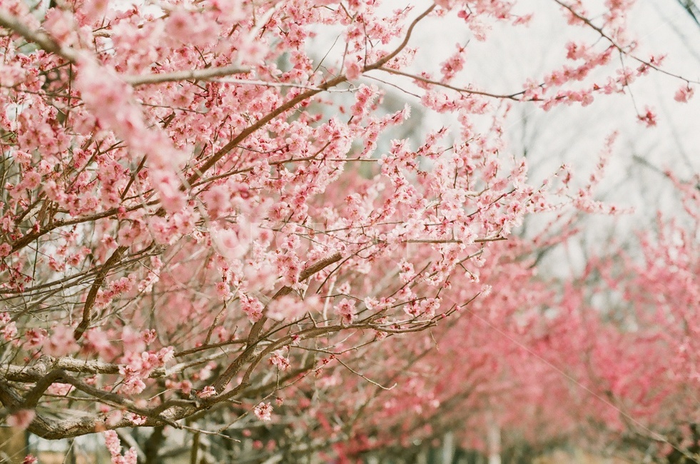 red plum blossom,spring flowers,plum tree flowers,spring flower tree,Spring feeling,plum blossom