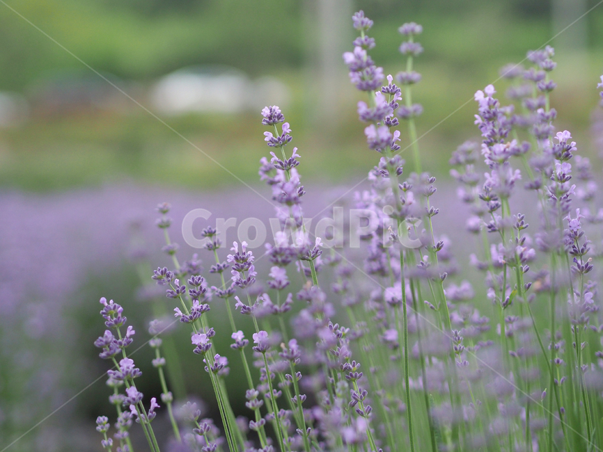 꽃,라벤더,식물,보라색,잎,배경,줄기,바이올렛,라벤다,자연,색감,flower,nature,plants,lavender,식물,자연,plants,nature,꽃,flower