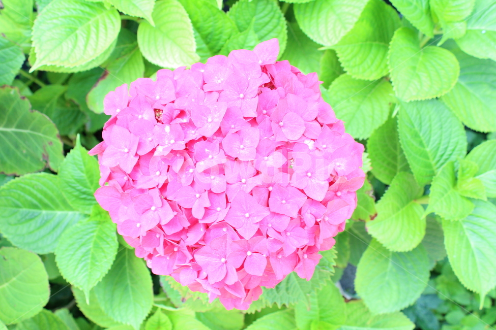 수국,핑크,핑크색수국,제주도수국,근접사진,식물,자연,plants,nature,꽃,flower
