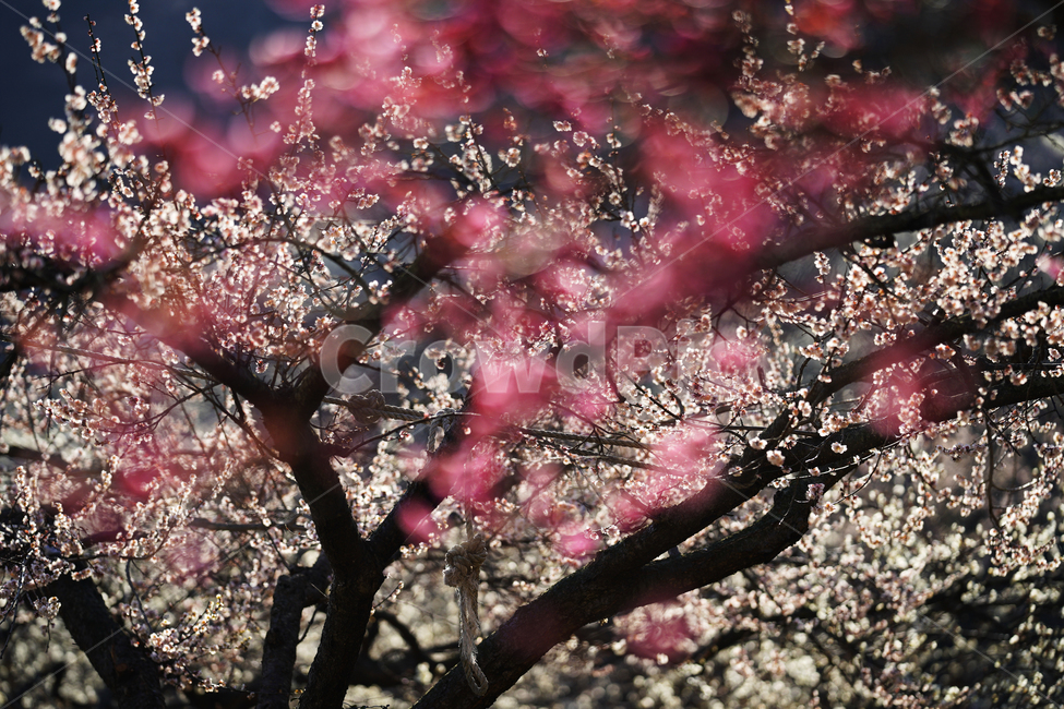 광양,매화,봄,꽃,flower,봄,계절,spring,season