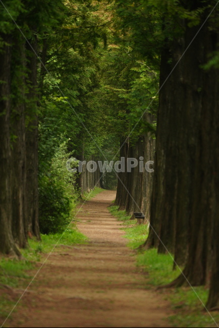 나무,산책,시원하다,여름,계절,tree,cool,seoul,summer,season,자연,풍경,nature,landscape,나무,trees,wood,plant,식물,tree trunk,나무 줄기