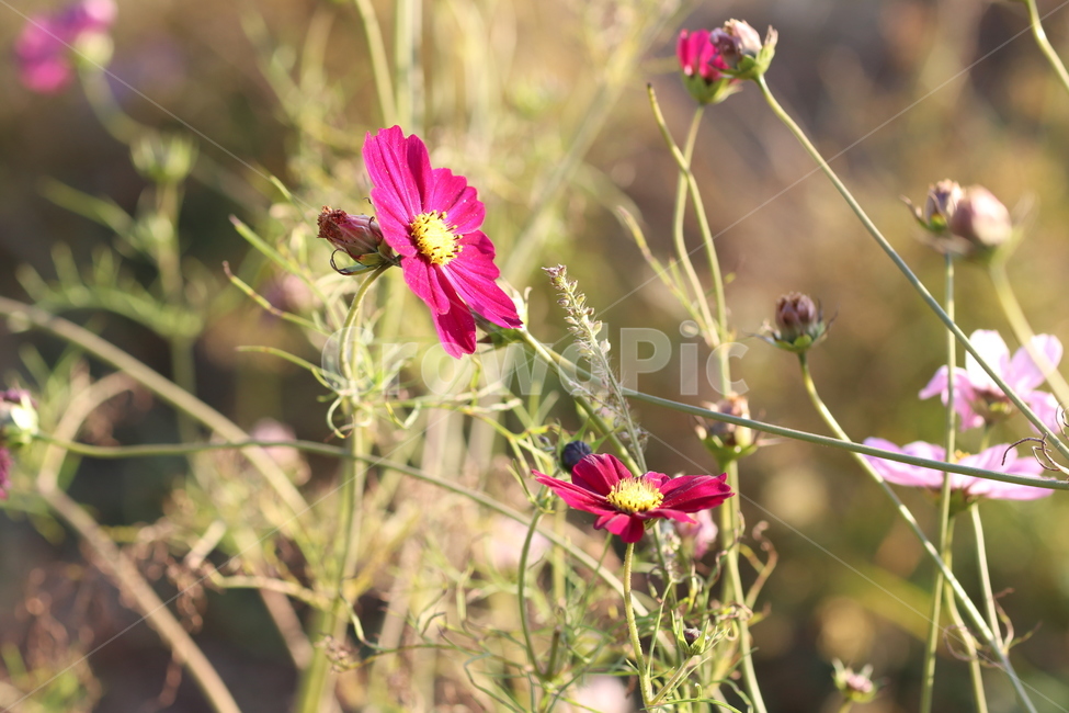 꽃,봄,꽃송이,자연,꽃잎,식물,자연,plants,nature,꽃,flower