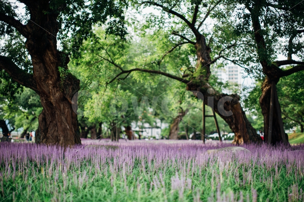 맥문동,꽃,보라색,성주,식물,자연,풍경,nature,landscape,감성,sensible,feeling,plant,tree,나무