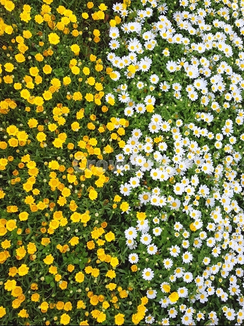 꽃,들꽃,flower,흰꽃,노란꽃,yellow,white,flowers,봄,spring,국화,가을bunchofflower,감성,흰색,노란색,들판,이분법