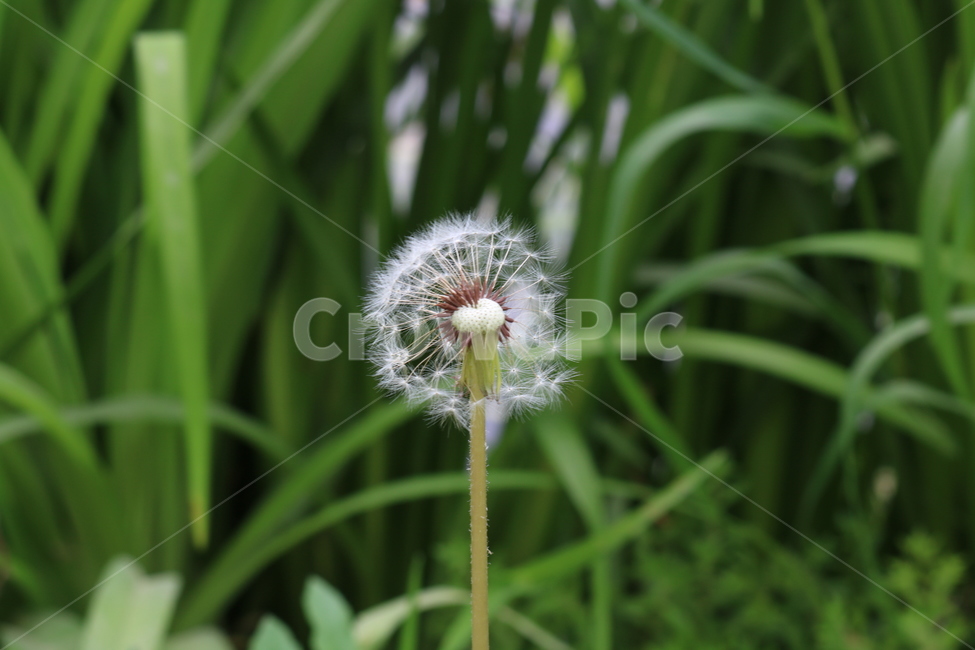 민들레꽃,민들레,민들레꽃씨,민들레씨,바람