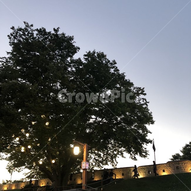 수원화성,역광,나무,풍경,전통적,한국적,분위기,낭만,romance,backlight,tree,korea