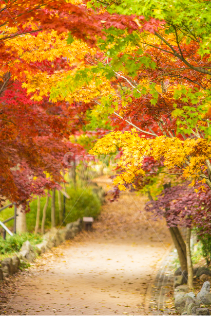 가을,나들이,풍경,단풍,계절,배경,백그라운드,다울,나뭇잎,잎,빨간색,가을,계절,fall,autumn,season,자연,풍경,nature,landscape,tree,나무,plant,식물,maple,leaf