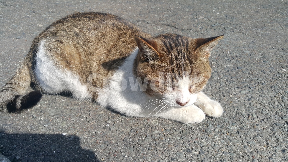 고양이,cat,낮잠,길냥이,야옹이,오후,동물,animal,포유류,mammal,고양이,cat,kitten,kitty