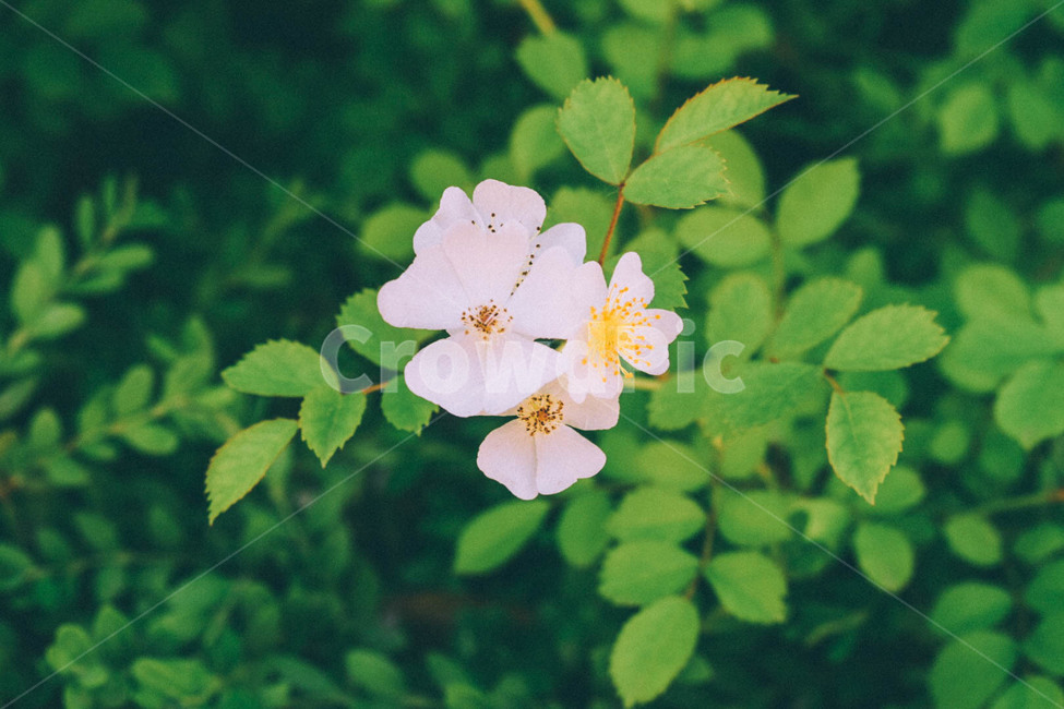봄,꽃,하얀꽃,식물,자연,풍경,white,flower,spring,감성,감성사진,plant,초록,싱그러운,아련한,봄,계절,spring,season,식물,자연,plants,nature,꽃,flower,감성,sensible,feeling,blossom,geranium,제라늄