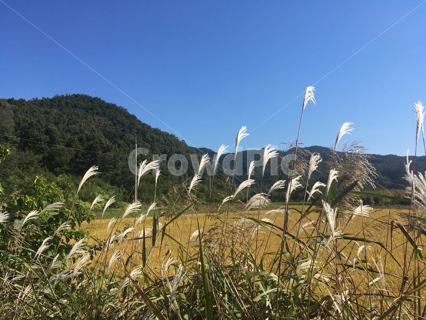 가을,하늘,들판,논,갈대,시골,가을하늘,논밭,sky,bluesky,reeds,ricefield,autumn,fall,plant,landscape,자연,경관