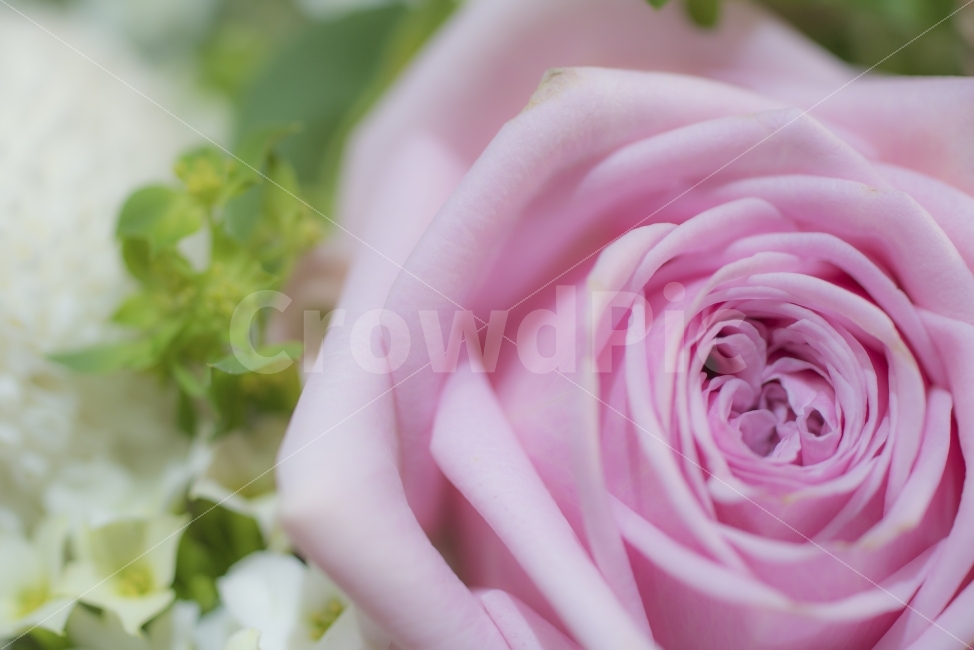 장미,봄,꽃,식물,flower,식물,자연,plants,nature,꽃,flower