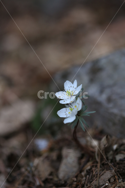 봄,꽃,야생화,변산바람꽃,바람꽃,산,spring,flower,wildflower,windflower,봄,계절,spring,season,식물,자연,plants,nature,꽃,flower,plant,blossom